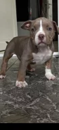 American bully