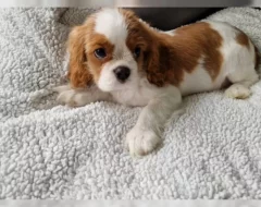 Cavalier King Charles Spaniel – fenka ( stene ) s PP