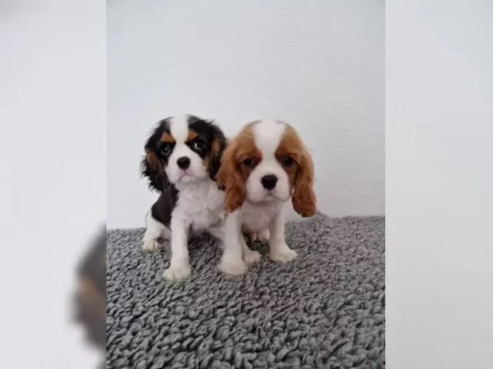 Cavalier King Charles Spaniel – fenka ( stene ) s PP