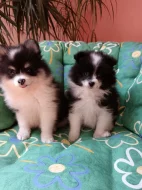 Pomeranian &trpasličí špic