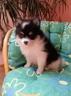 Pomeranian &trpasličí špic