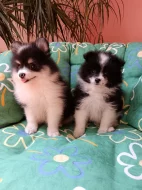 Pomeranian &trpasličí špic