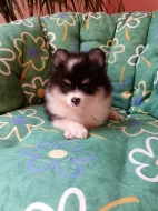 Pomeranian &trpasličí špic