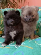 Pomeranian &trpasličí špic