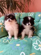 Pomeranian &trpasličí špic