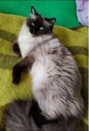 Ragdoll