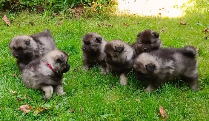 Německý špic vlčí / keeshond prodám štěňata s PP