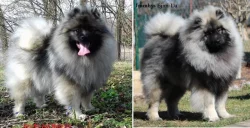 Německý špic vlčí / keeshond prodám štěňata s PP