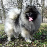 Německý špic vlčí / keeshond prodám štěňata s PP