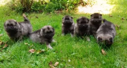 Německý špic vlčí / keeshond prodám štěňata s PP