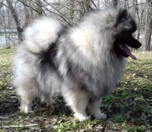 Německý špic vlčí / keeshond prodám štěňata s PP