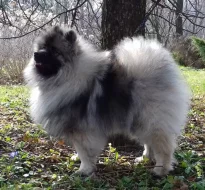 Německý špic vlčí / keeshond prodám štěňata s PP