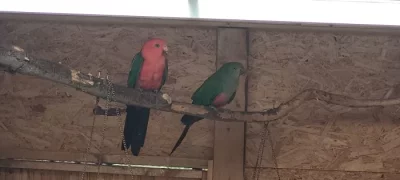 Papoušek královský - sameček - prodám