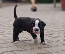 Německý boxer  - štěňátka