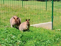 Klokan rudokrký bennettův - samice