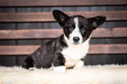 Pejsci welsh corgi cardigan s PP