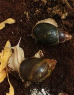 Archachatina ventricosa cream a light cream body