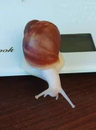 Archachatina puylaerti leucistic