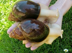 Archachatina puylaerti leucistic