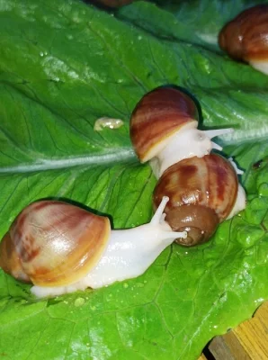 Archachatina puylaerti leucistic