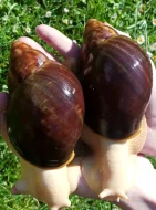 Archachatina puylaerti leucistic