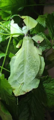 Pulchriphyllium giganteum - Phyllium giganteum