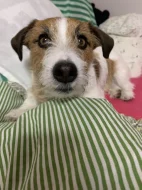 Krytí Jack Russel teriér s PP