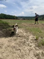 Krytí Jack Russel teriér s PP