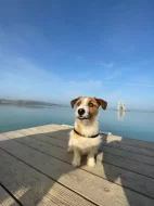 Krytí Jack Russel teriér s PP