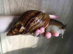 Lissachatina reticulata albino body a classic