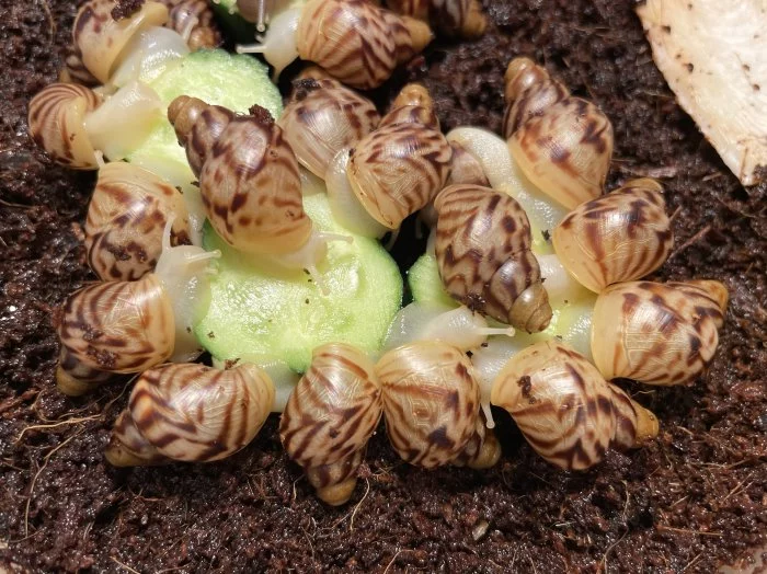 Lissachatina reticulata albino body a classic