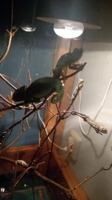 Mláďata chameleona jemenského.