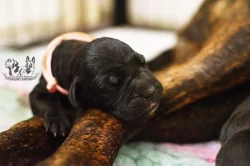 Cane corso s PP k rezervaci