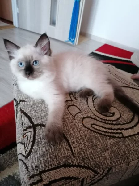 Ragdoll koťátko