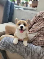 Šťěňátka Welsh Corgi Pembroke