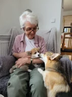 Šťěňátka Welsh Corgi Pembroke