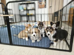 Šťěňátka Welsh Corgi Pembroke