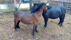 Shetland pony - PŘI RYCHLÉM JEDNÁNÍ SLEVA