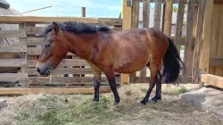 Shetland pony - PŘI RYCHLÉM JEDNÁNÍ SLEVA