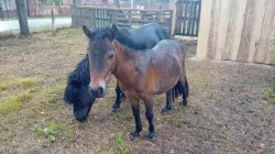 Shetland pony - PŘI RYCHLÉM JEDNÁNÍ SLEVA