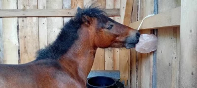 Shetland pony - PŘI RYCHLÉM JEDNÁNÍ SLEVA