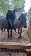 Shetland pony - PŘI RYCHLÉM JEDNÁNÍ SLEVA