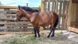 Shetland pony - PŘI RYCHLÉM JEDNÁNÍ SLEVA