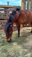 Shetland pony - PŘI RYCHLÉM JEDNÁNÍ SLEVA