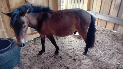 Shetland pony - PŘI RYCHLÉM JEDNÁNÍ SLEVA