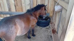 Shetland pony - PŘI RYCHLÉM JEDNÁNÍ SLEVA