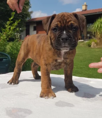 Kontinentální buldok - Continental bulldog