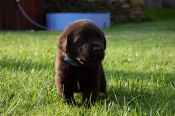 Čokoládová štěňata - labradorský retriever s PP