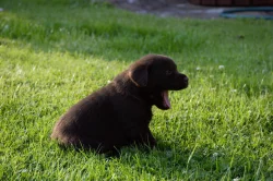 Čokoládová štěňata - labradorský retriever s PP