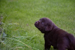 Čokoládová štěňata - labradorský retriever s PP